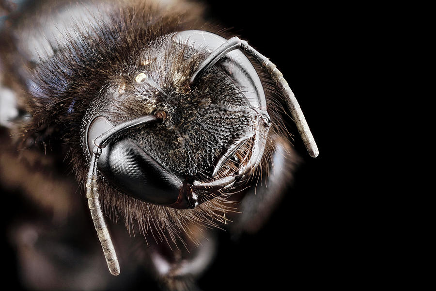 Violet Carpenter Bee Photograph by Us Geological Survey