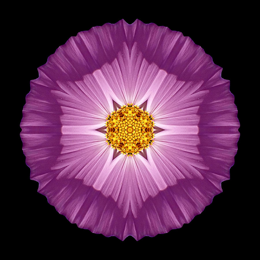 Violet Cosmos II Flower Mandala Photograph by David J Bookbinder