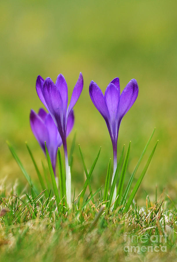 Flower Photograph - Trio of violet Crocuses by Jaroslaw Blaminsky