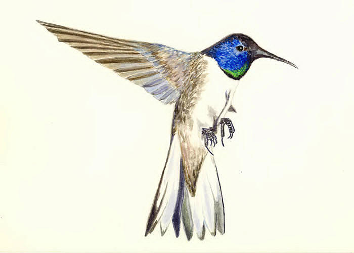 Wildlife Painting - Violet Crowned Hummingbird by Michael Vigliotti