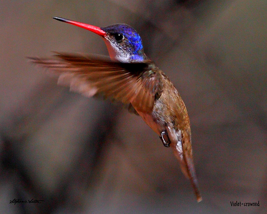 Violet-crowned Hummingbird Photograph by Stephanie Salter