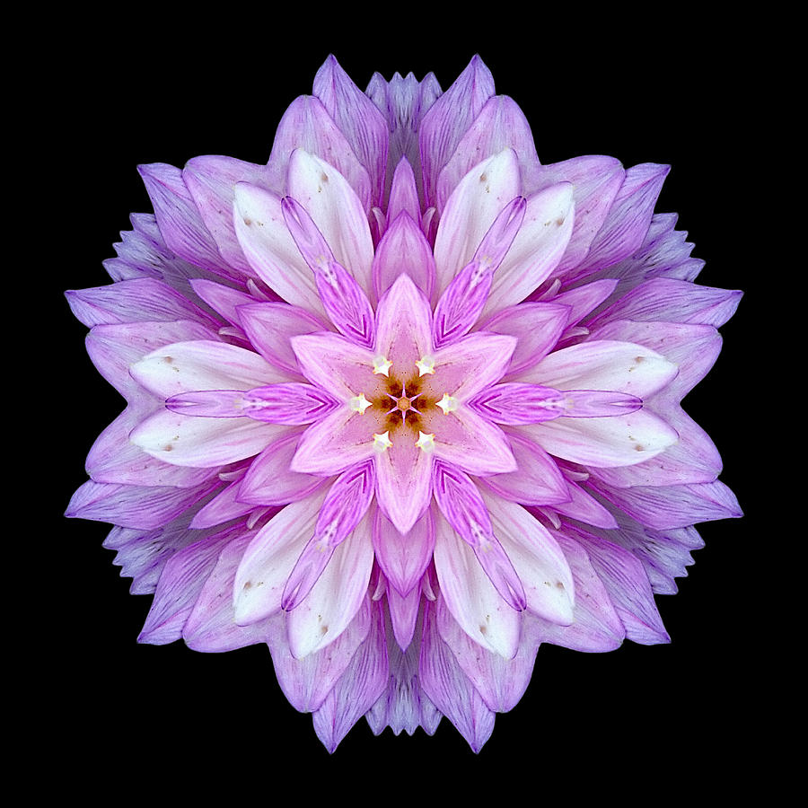 Violet Dahlia I Flower Mandala Photograph by David J Bookbinder