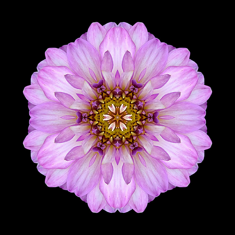 Violet Dahlia II Flower Mandala Photograph by David J Bookbinder
