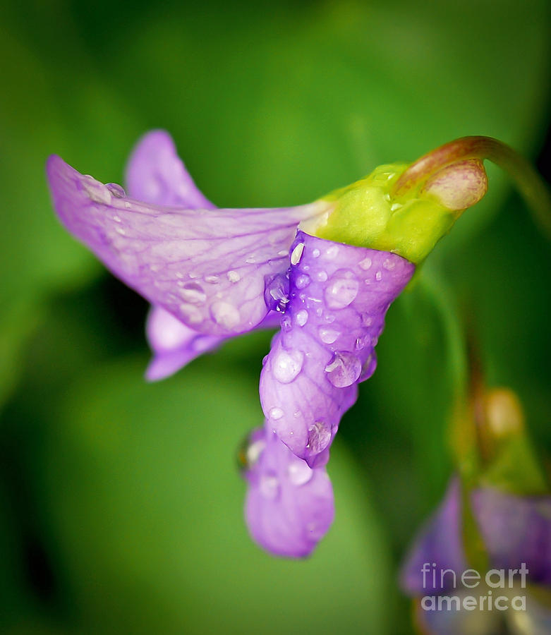 Violet Drops Photograph by Kerri Farley