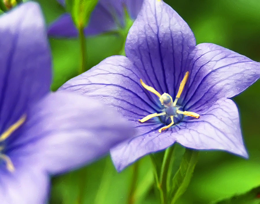 Violet Flower Photograph by Hans Kaiser