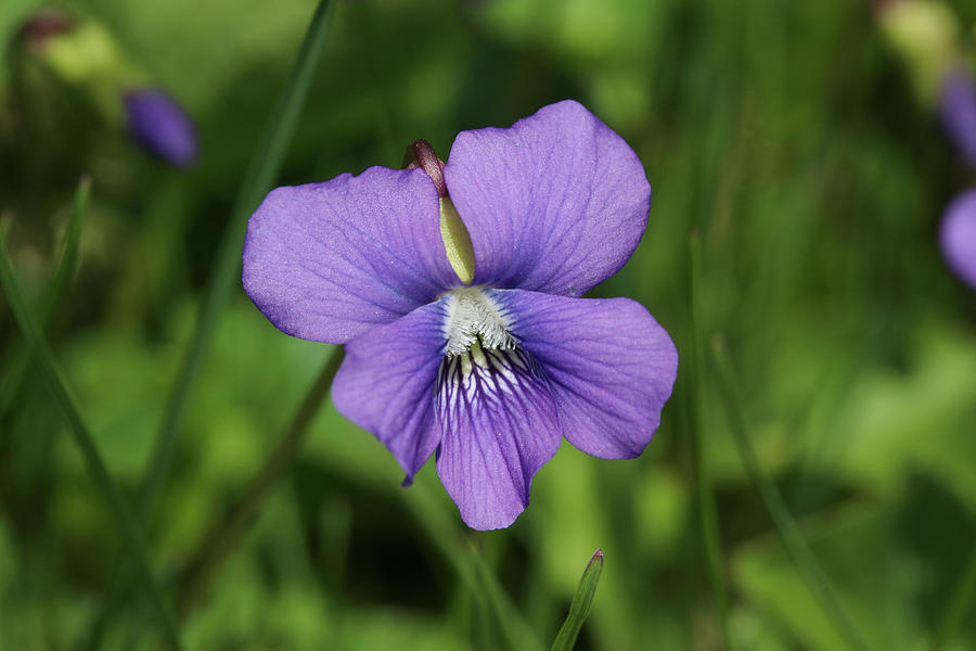 Violet Flower Photograph by Kirkodd Photography Of New England