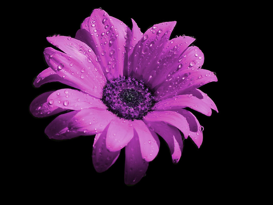 Violet Flower With Rain Drops Painting