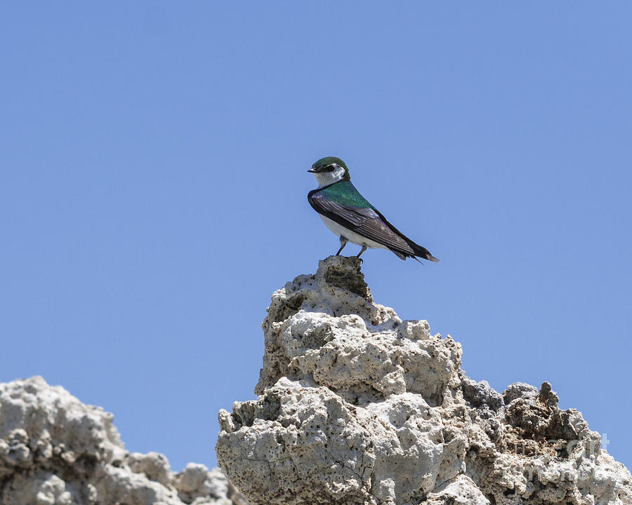 Violet-Green Swallow Photograph by L J Oakes
