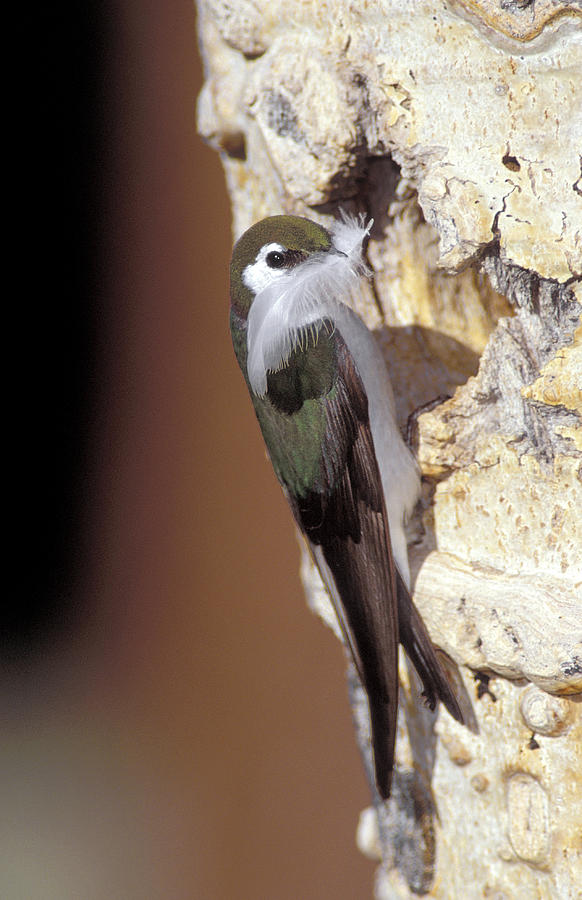 Violet-green Swallow Photograph by Richard Hansen