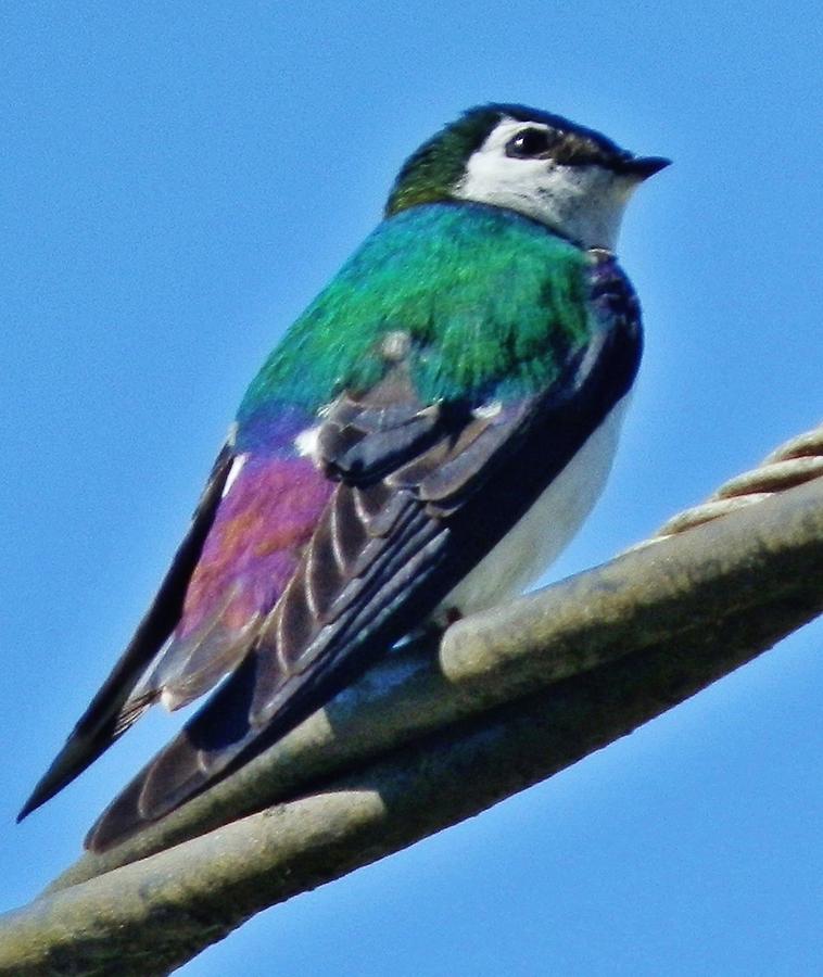 Violet-Green Swallow Photograph by VLee Watson