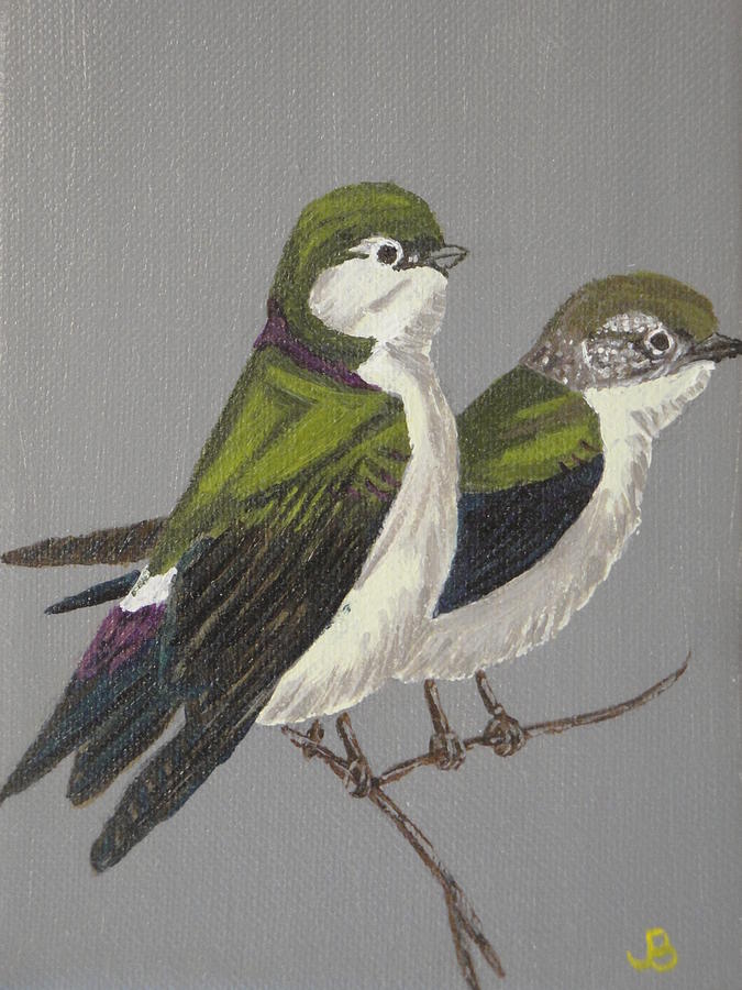 Bird Painting - Violet Green Swallows by Jeannette Brown