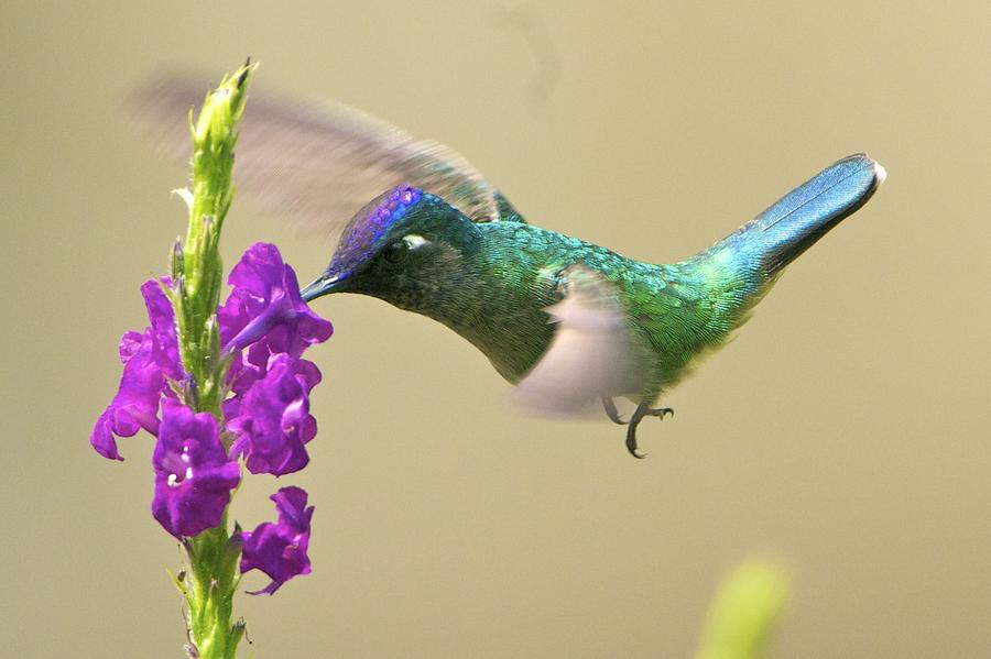 Violet-headed Hummingbird Photograph by Gerard Monteux - Fine Art America