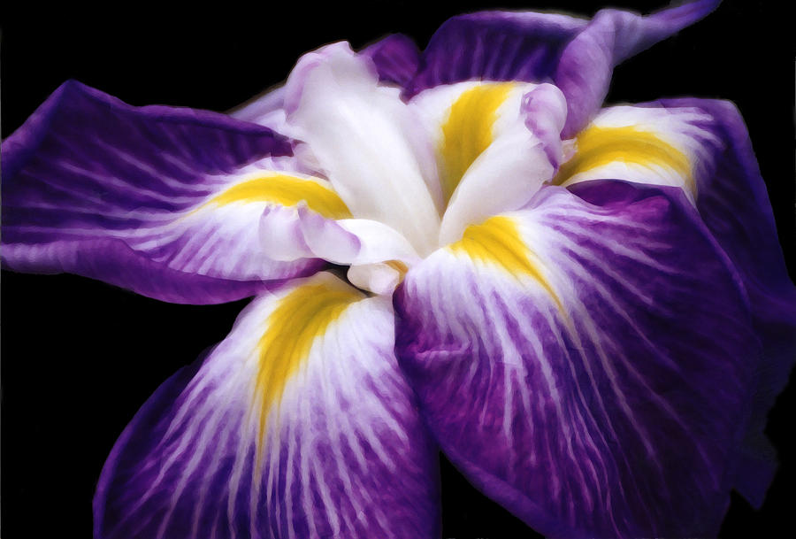 Violet Iris Digital Art by Bruce Rolff