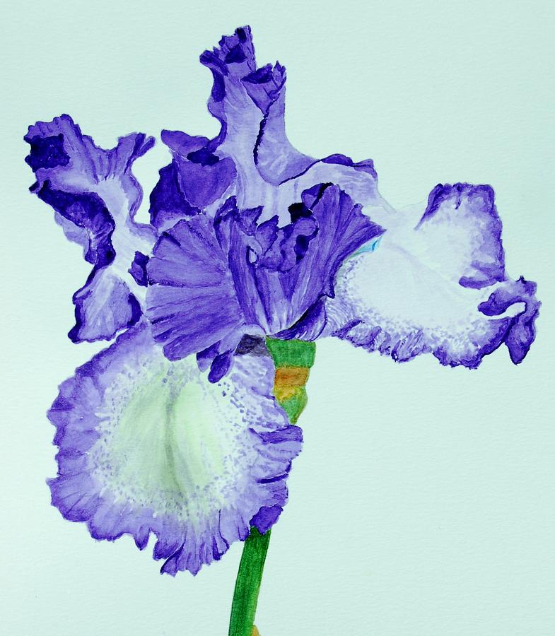 Violet Iris Flower Colorized Digital Art by Linda Brody