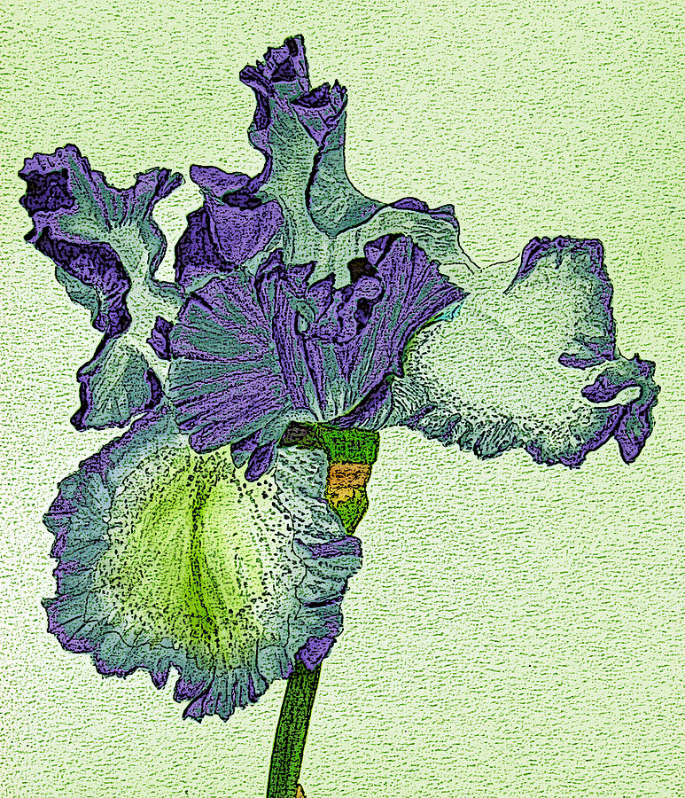 Violet Iris Flower Digitized  Photograph by Linda Brody