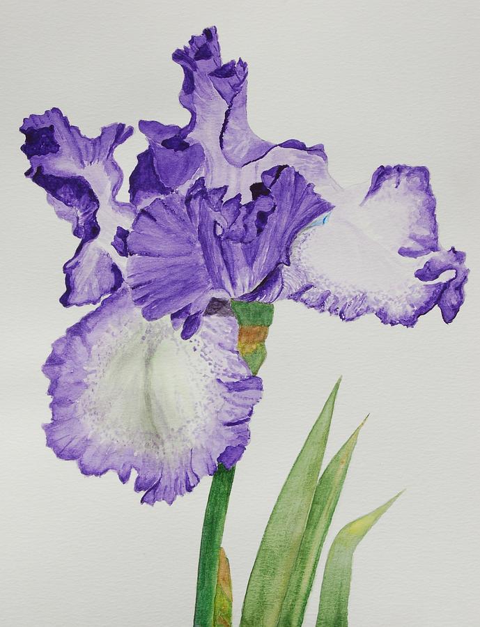 Violet Iris Flower With Leaves by Linda Brody