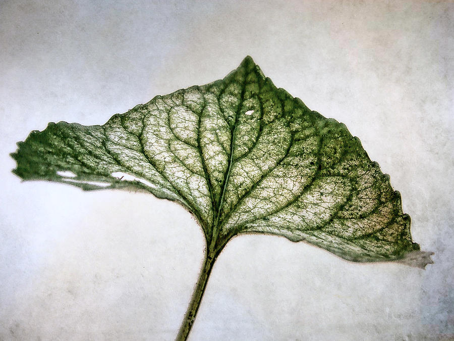 Violet Leaf Photograph by Louise Kumpf