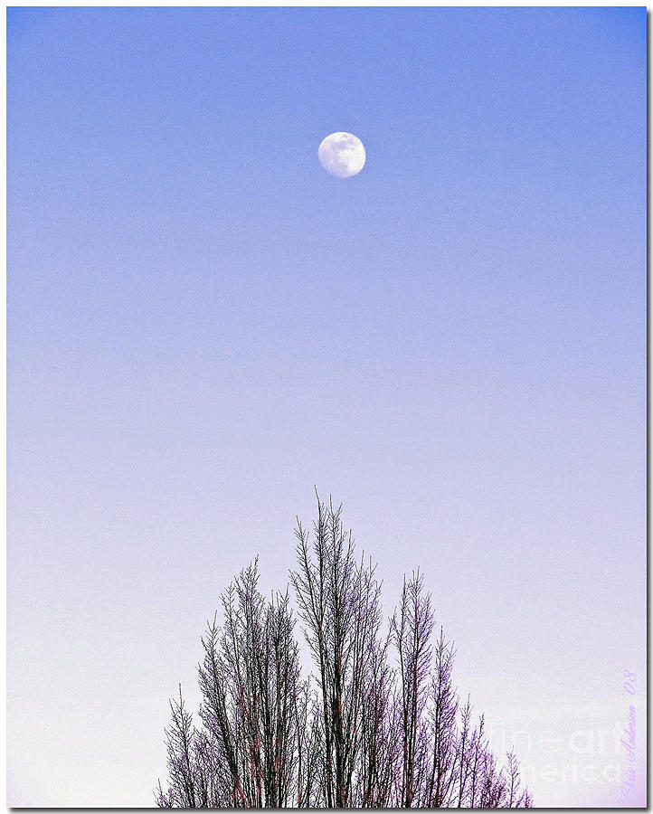 Violet Moon And Treetop Photograph by Chris Anderson