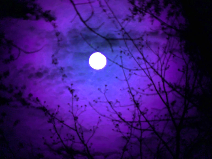 Violet Moon Photograph by Ellen Stockdale Wolfe - Fine Art America