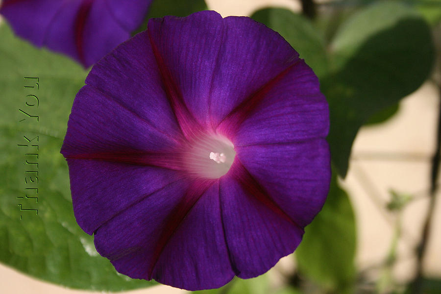 Flowers Still Life Photograph - Violet Morning Glory  and a reminder to utter the words Thank You.  by Raenell Ochampaugh