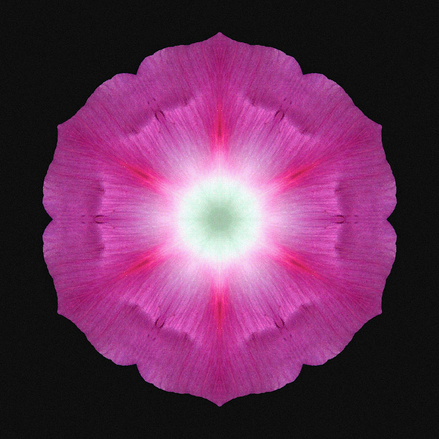 Violet Morning Glory Flower Mandala Photograph by David J Bookbinder