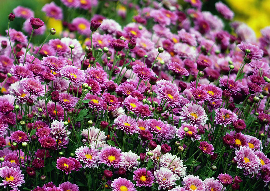 Nature Photograph - Violet Mum Flowers 1 by Johnson Moya