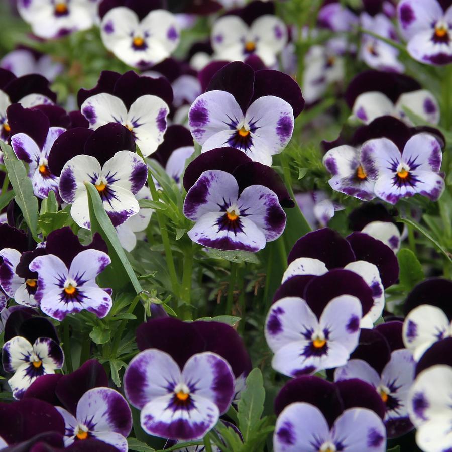 Violet pansies Photograph by Judith Groeger - Pixels