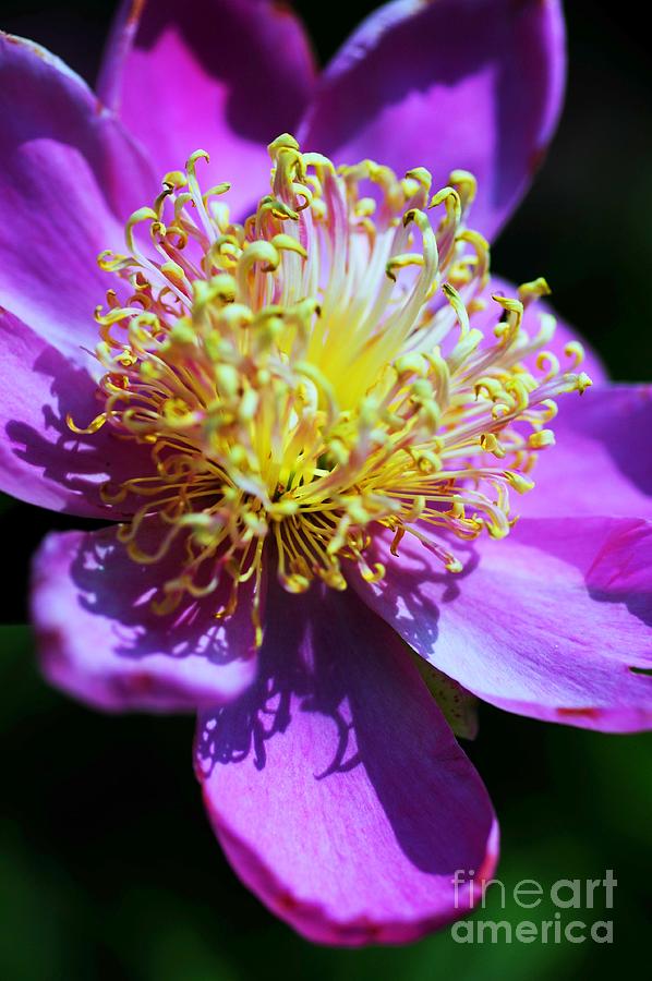 Nature Photograph - Violet Peony by Kathleen Struckle