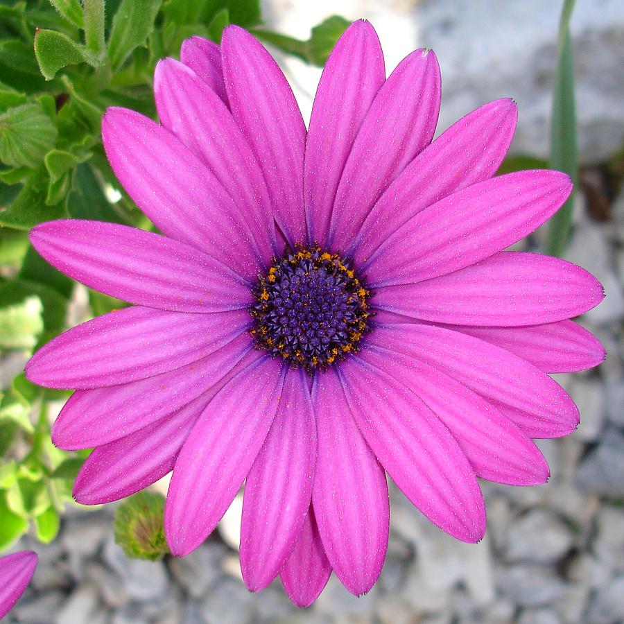 Violet Pink Osteospermum Flower Daisy  Photograph by Taiche Acrylic Art