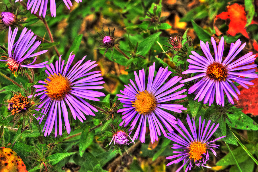 Violet Prairie Asters Photograph by Roger Passman