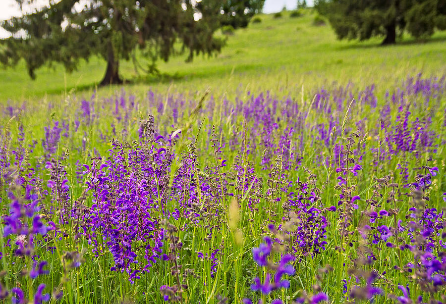 Flower Photograph - Violet-purple wild flowers by Cristina-Velina Ion