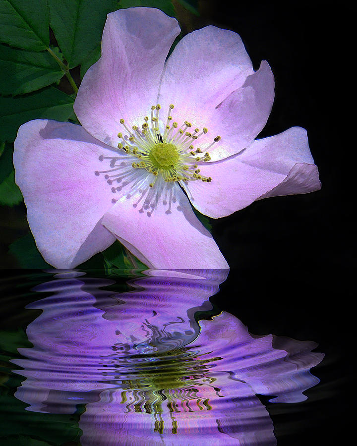 Violet Reflections Photograph by Terril Heilman