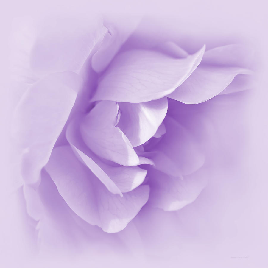 Summer Photograph - Violet Rose Flower Tranquillity  by Jennie Marie Schell