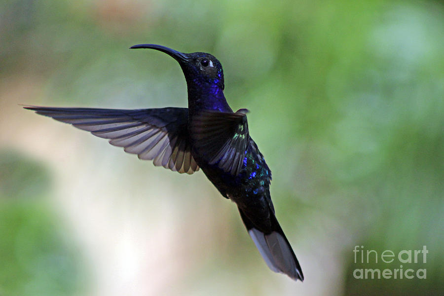 Violet Sabrewing Hummingbird Photograph by Bob Hislop