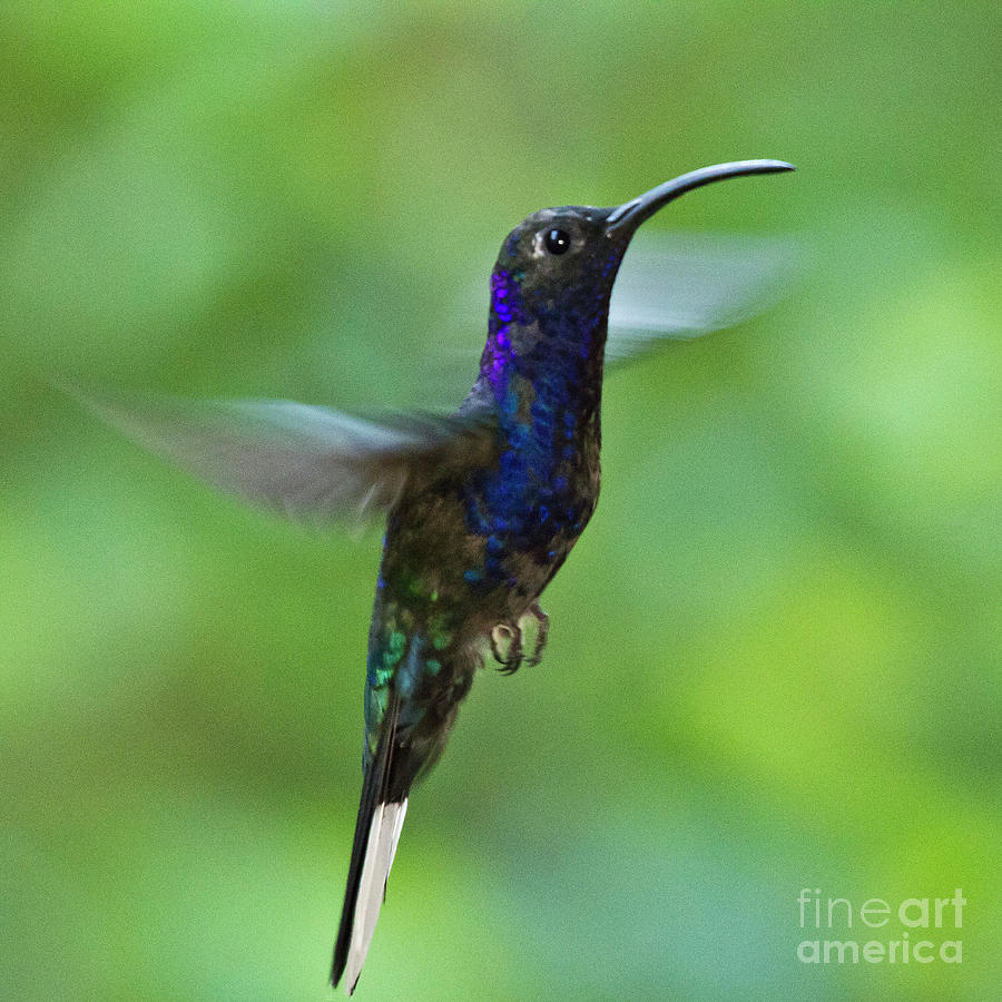 Violet Sabrewing Hummingbird Photograph by Heiko Koehrer-Wagner