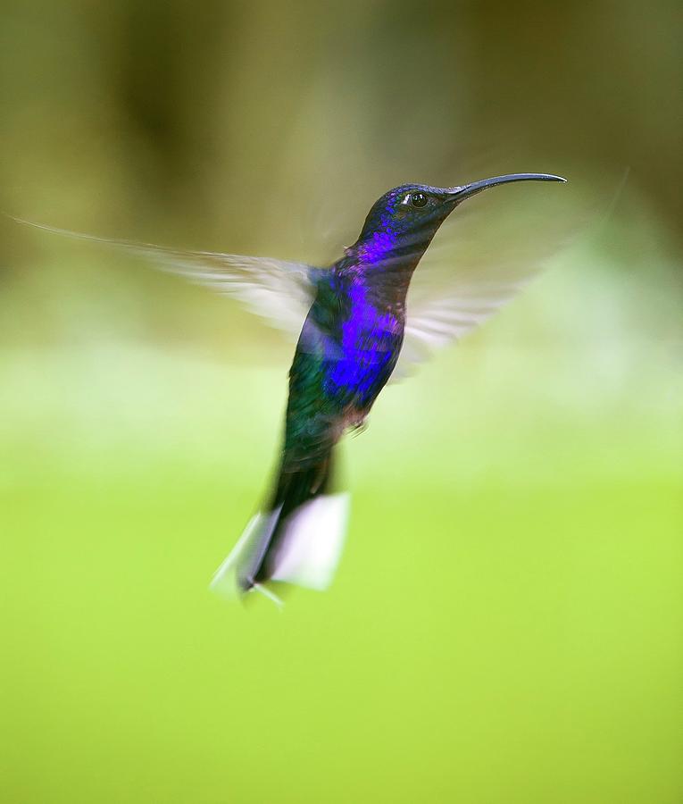Violet Sabrewing Hummingbird Photograph by Nicolas Reusens