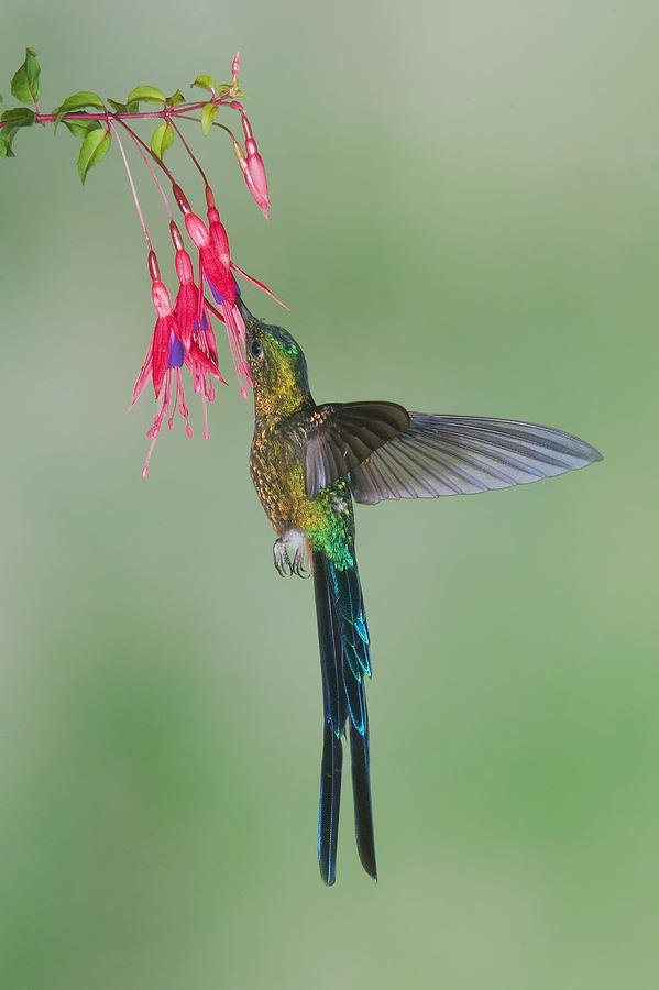 Violet-tailed Sylph Hummingbird Feeding Photograph by Steve Gettle ...