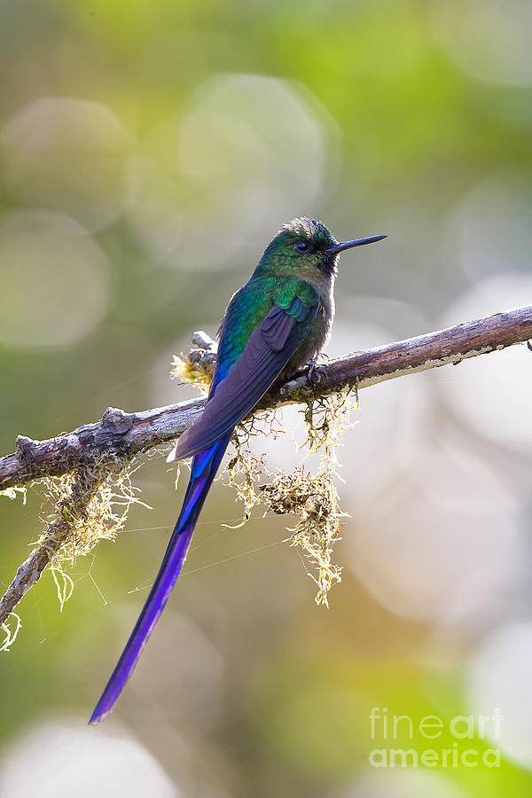 Violet-tailed Sylph Photograph by Jean-Luc Baron