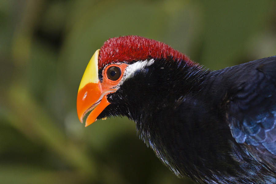 Violet Turaco Western Africa Photograph by Konrad Wothe - Fine Art America