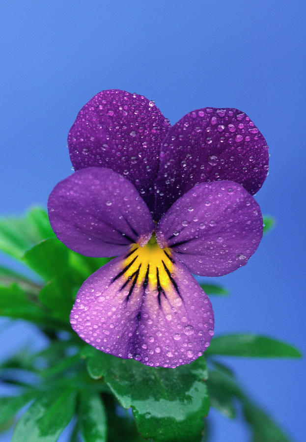 Violet With Dew Photograph by Science Photo Library Violet With Dew Photograph by Science Photo Library