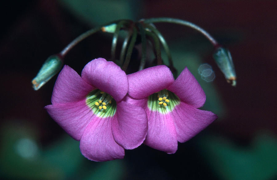 Violet Wood Sorrel Photograph By Ken Brate