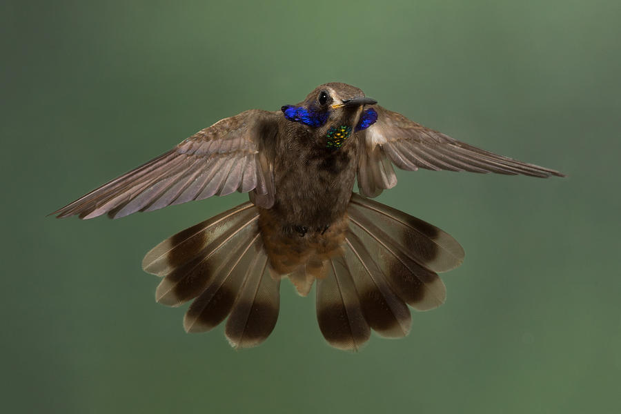 Bird Photograph - Violetear display by Chris Jimenez