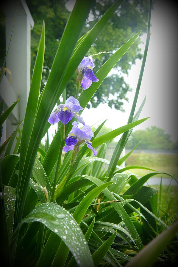 Iris with Dew Photograph by Laurie Perry