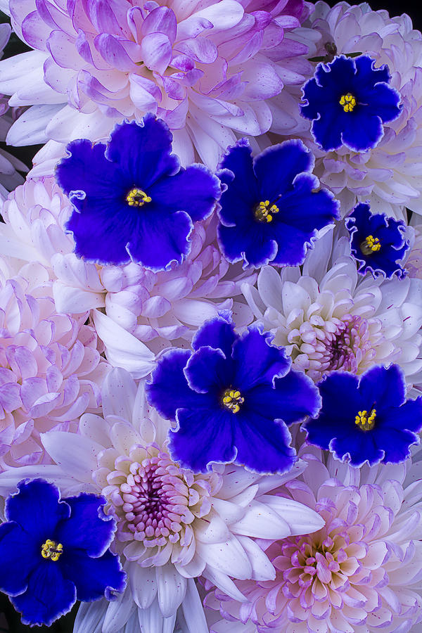 Flower Photograph - Violets and Mums by Garry Gay