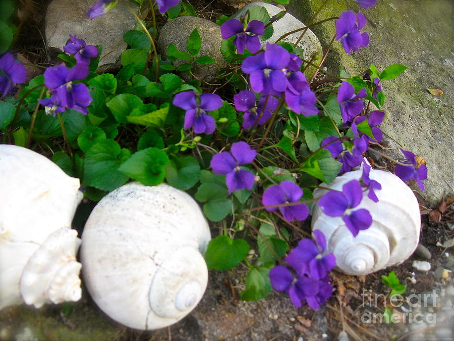 Violets And Seashells  Photograph by Nancy Patterson