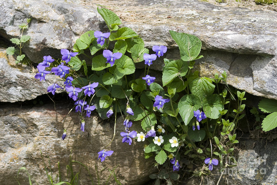 Violets and Wild Strawberries Photograph by John Greco