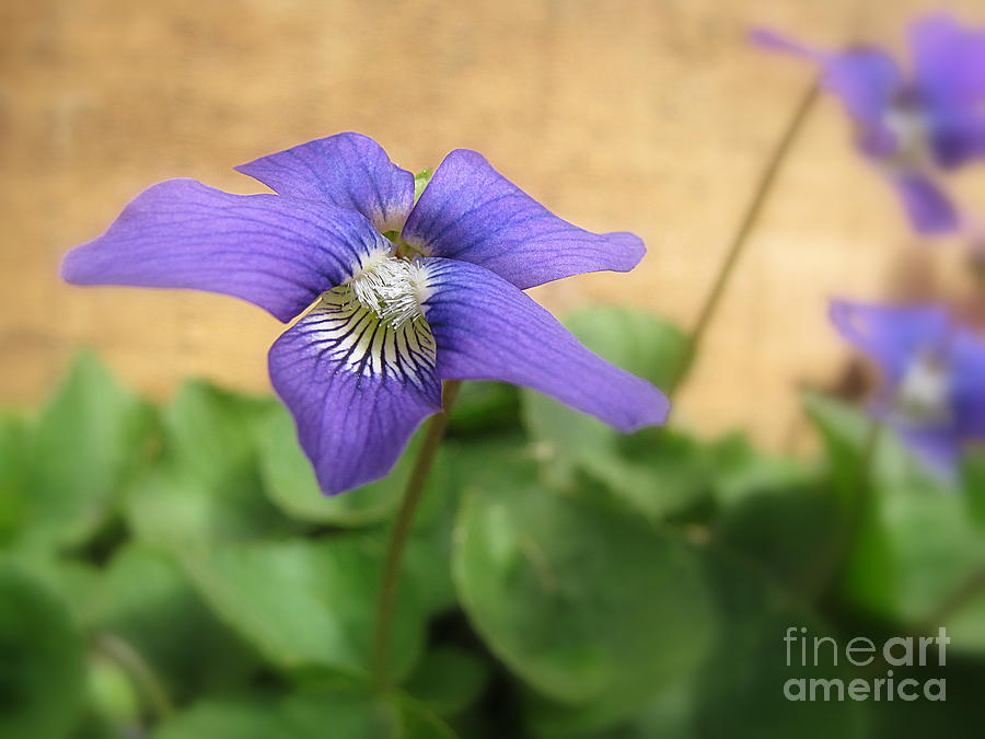 Violets are Purple Photograph by Lili Feinstein