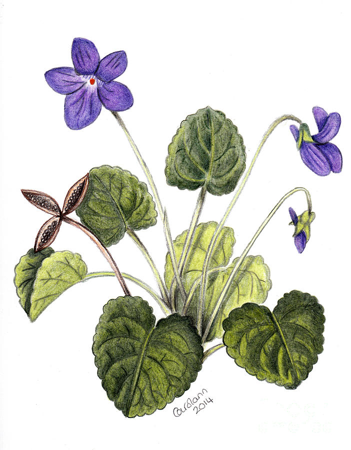 Violets Drawing by Carol Doran Pixels