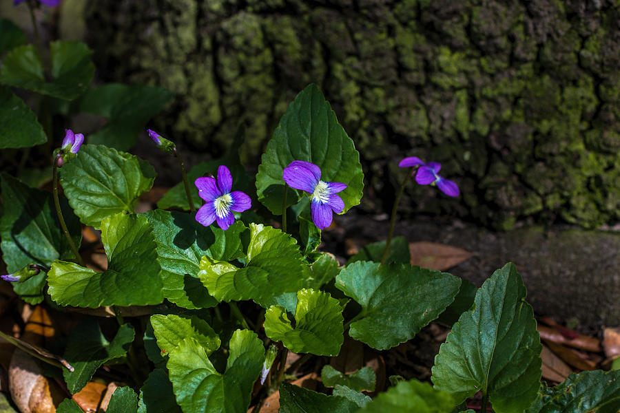 Violets Photograph by Dorothy Cunningham