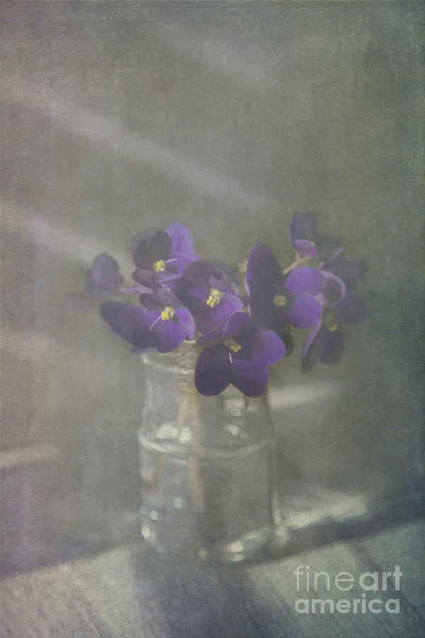 Violets Photograph by Elena Nosyreva